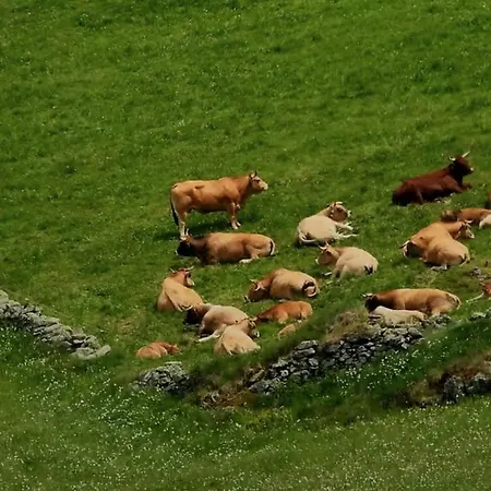 Des Oursons, Capcir Pyrénées Catalanes Puyvalador