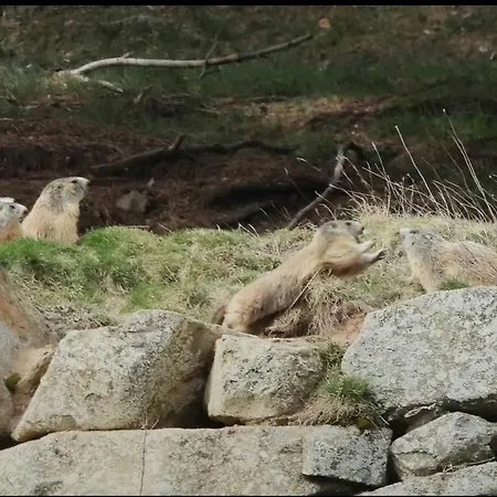 Dağ evi Des Oursons, Capcir Pyrenees Catalanes *